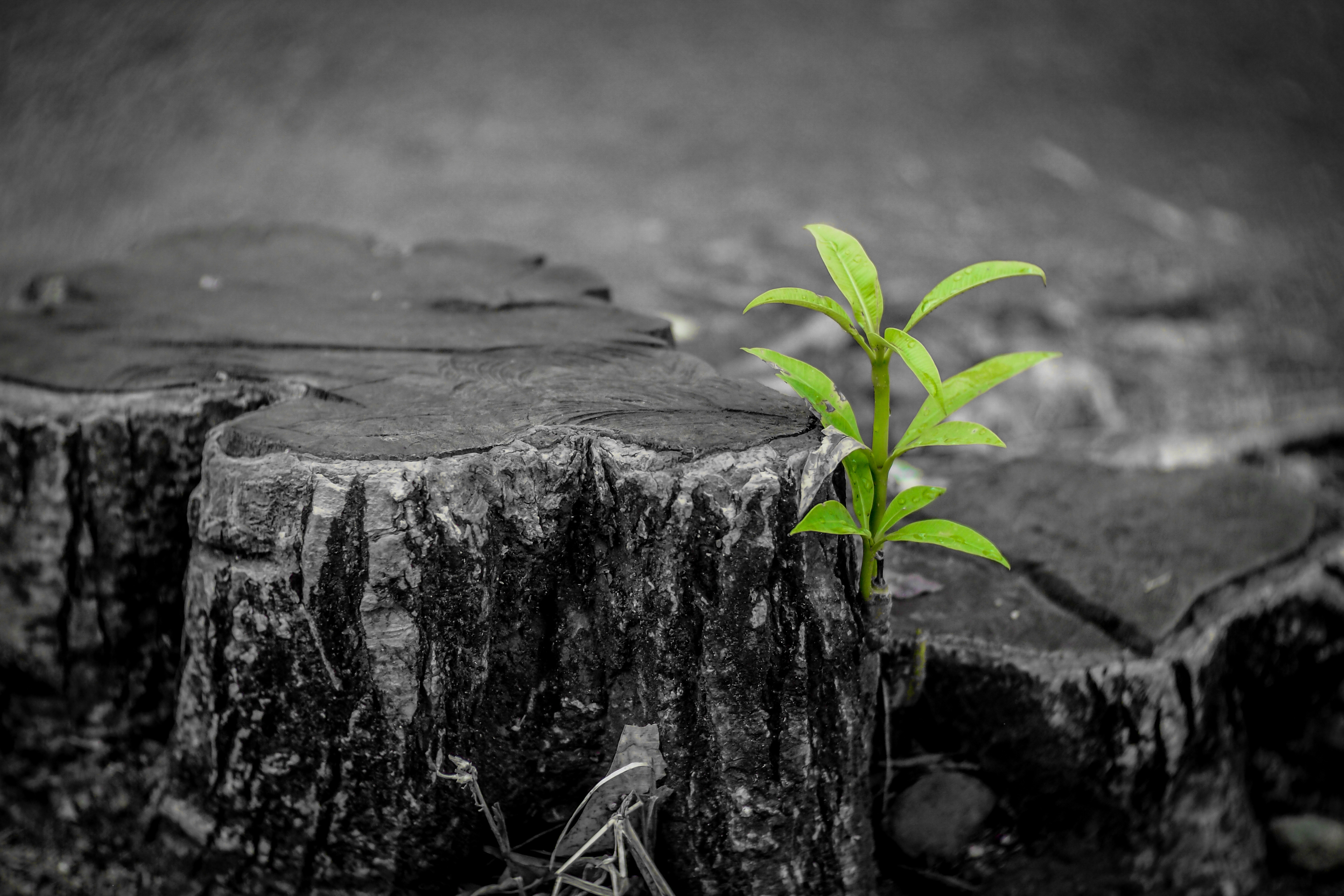 New growth from old concept. Recycled tree stump growing a new sprout or seedling.