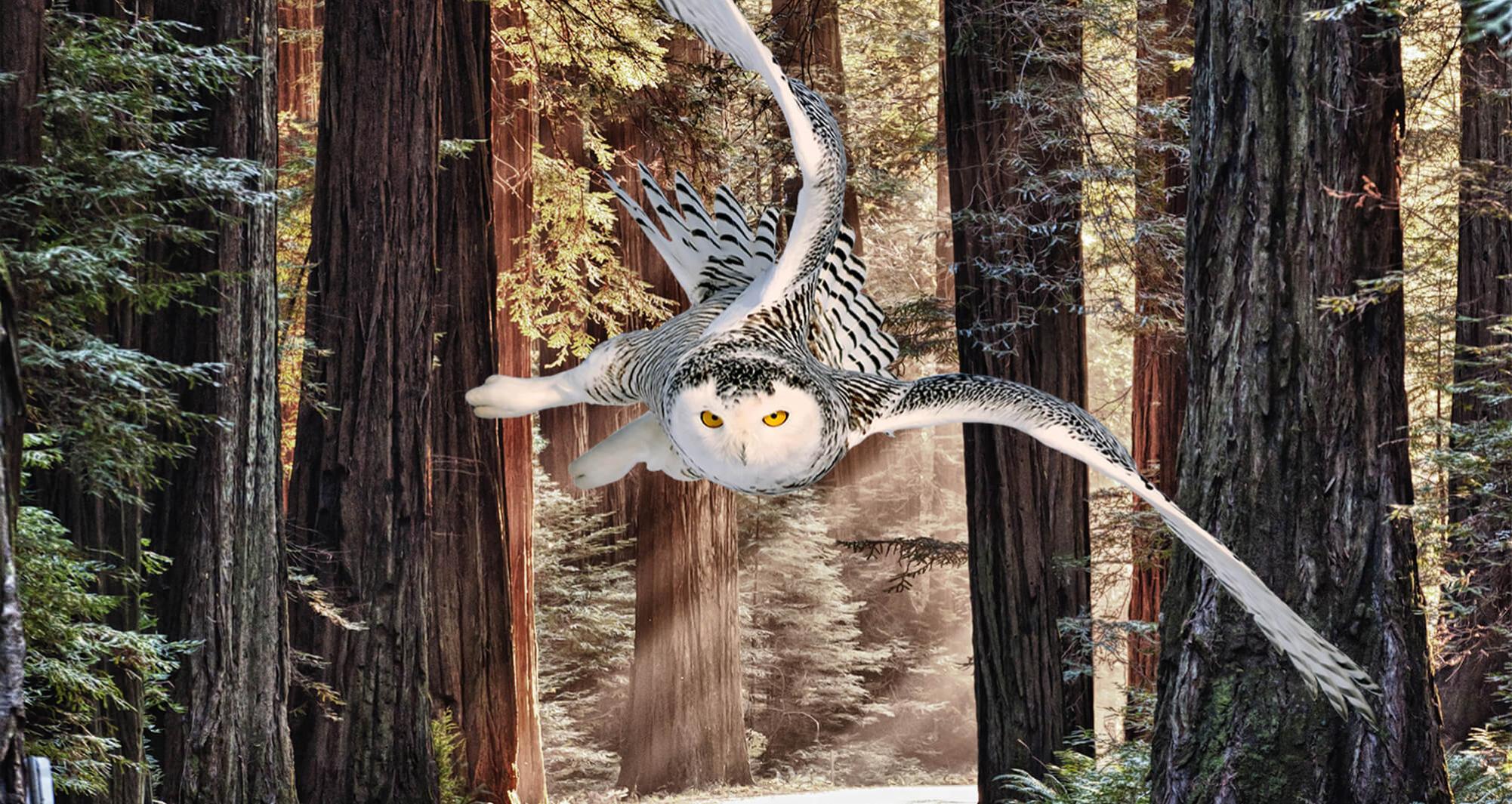 owl-forest-hero-image