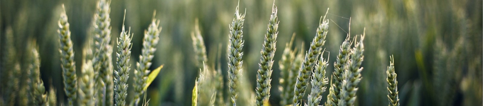 wheat field