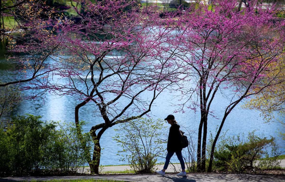 Redbuds emerge on the banks of Lake LaVerne on campus, April 22, 2021.  (Christopher Gannon/Iowa State University)
