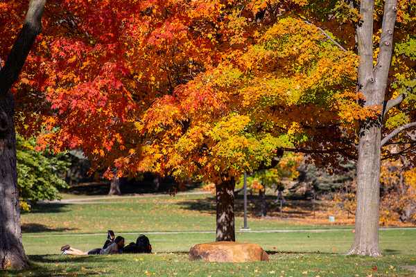 fall colorful tree