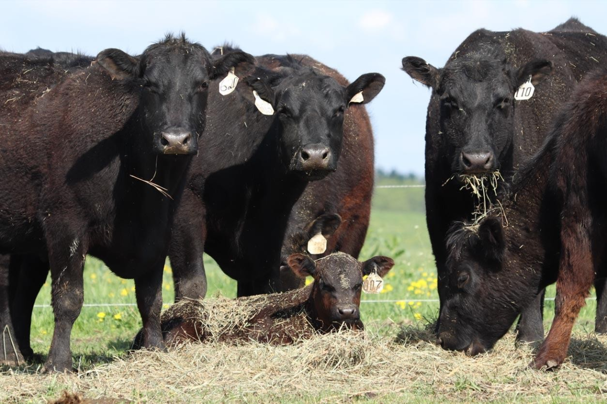 cows