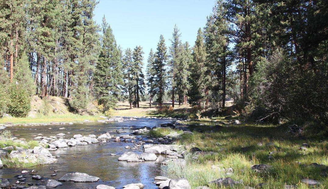 Forestry Feature