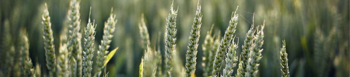 wheat field