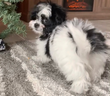 puppy